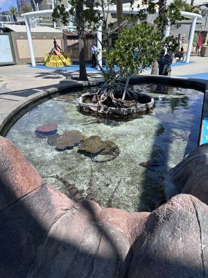 Aquarium of the Pacific - Shark Lagoon